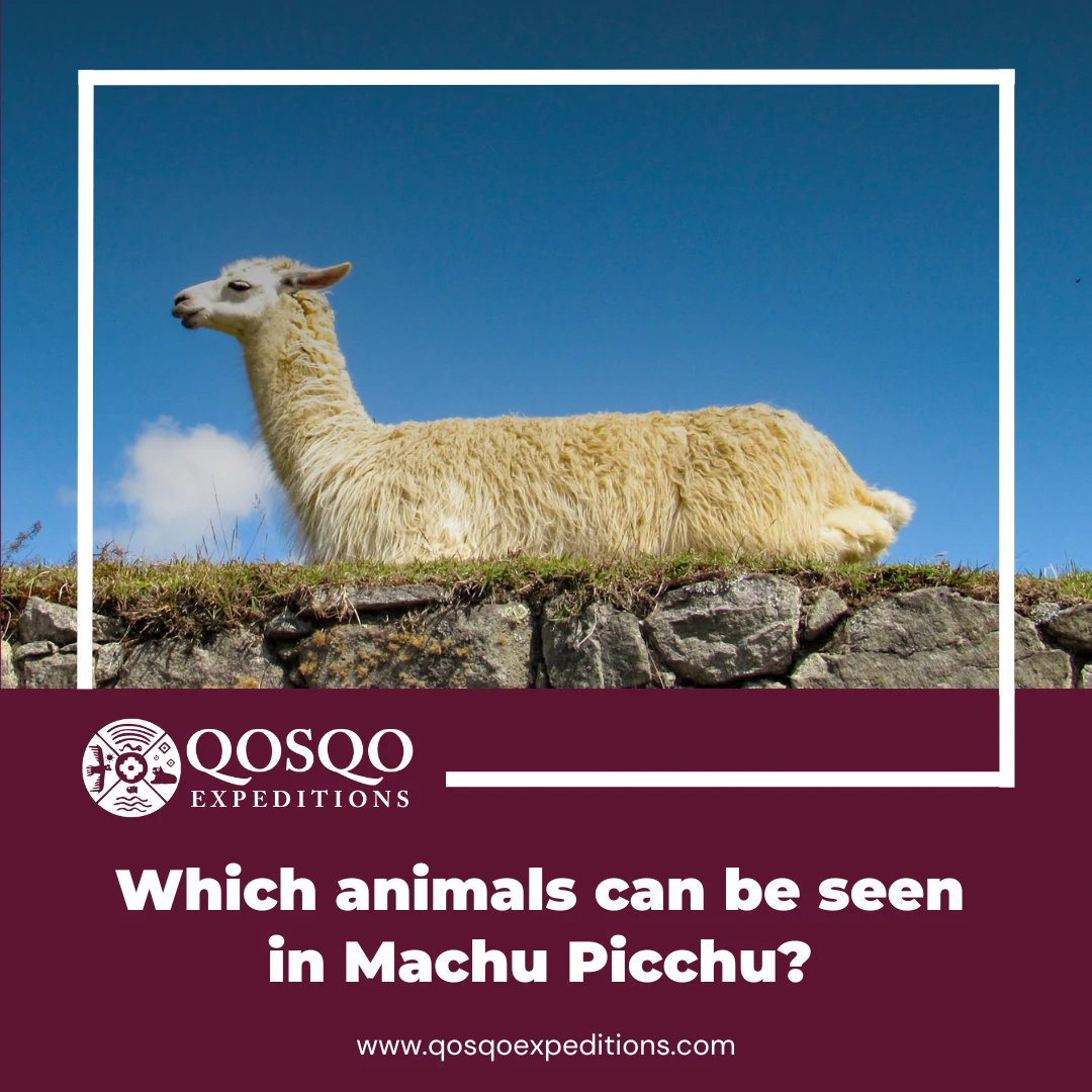 Which Animals can be seen in Machu Picchu?