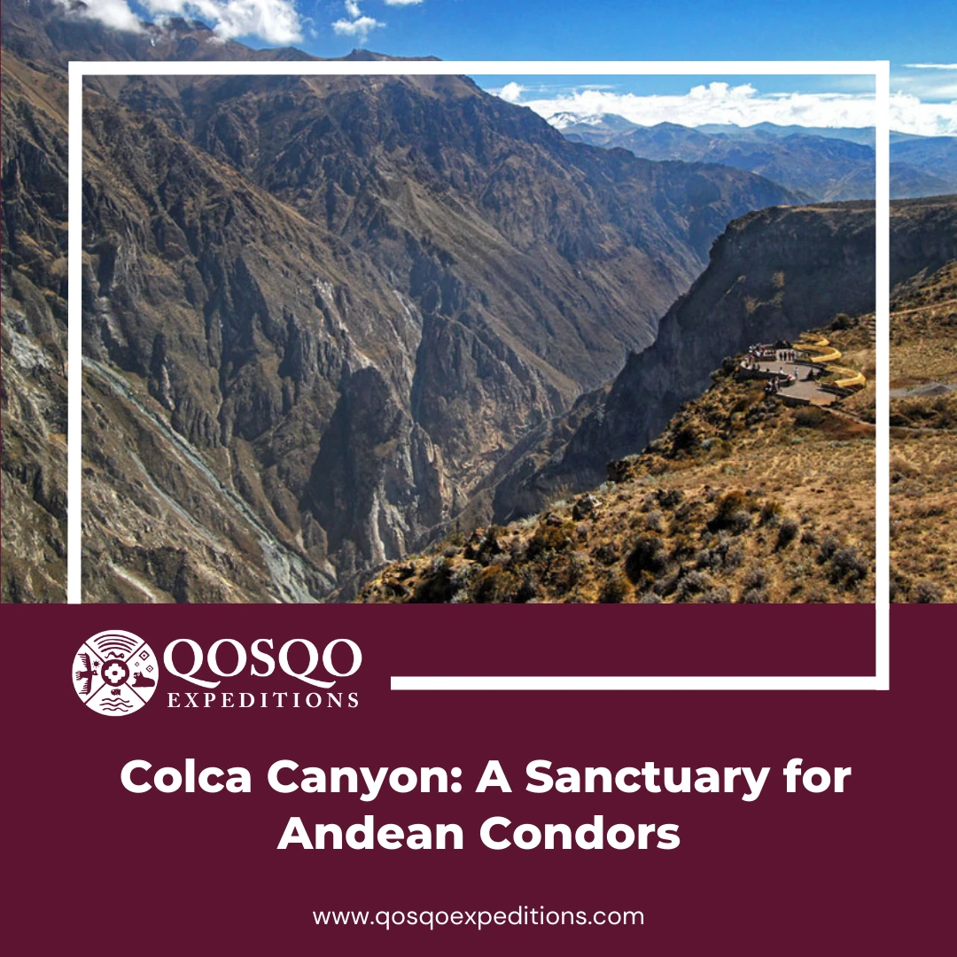 Colca Canyon: A Sanctuary for Andean Condors