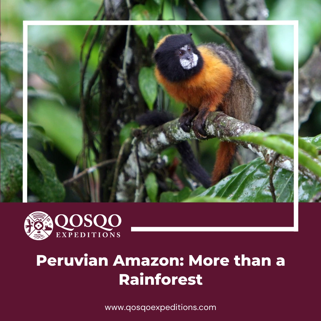 Peruvian Amazon: More than a Rainforest
