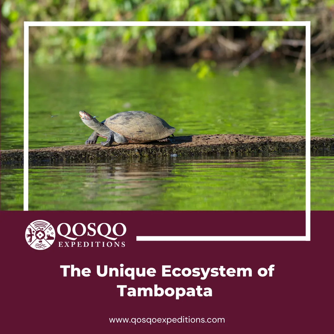 The Unique Ecosystem of Tambopata
