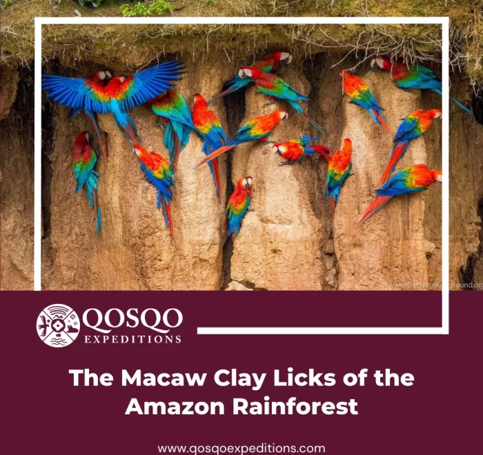 Macaw Clay Licks