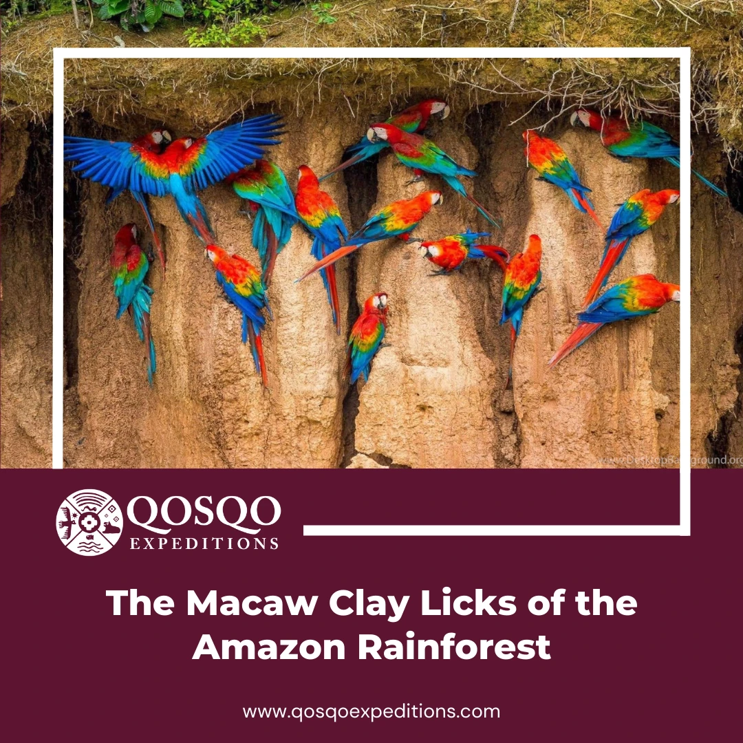 Macaw Clay Licks
