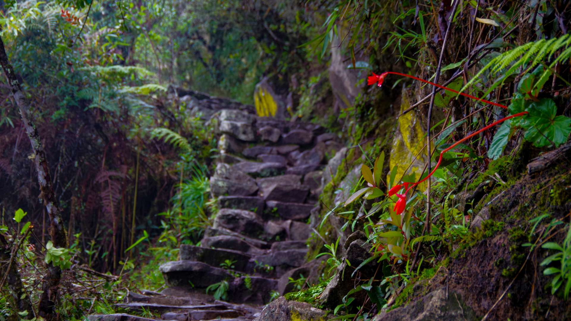 Short Inca Trail - 01